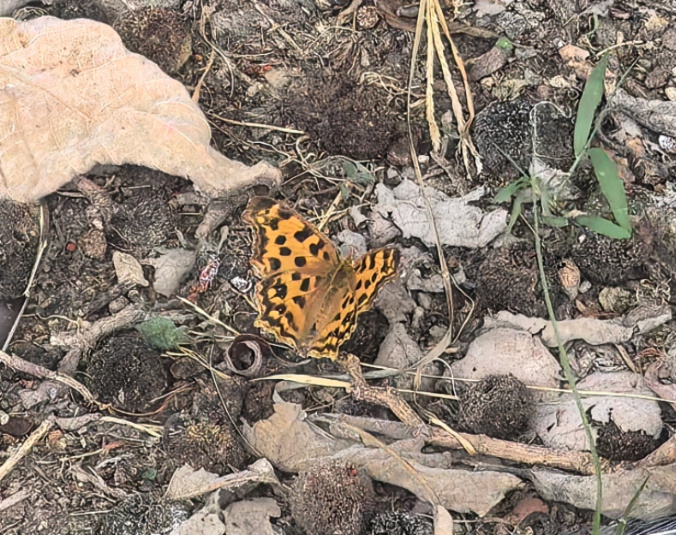 黄钩蛱蝶