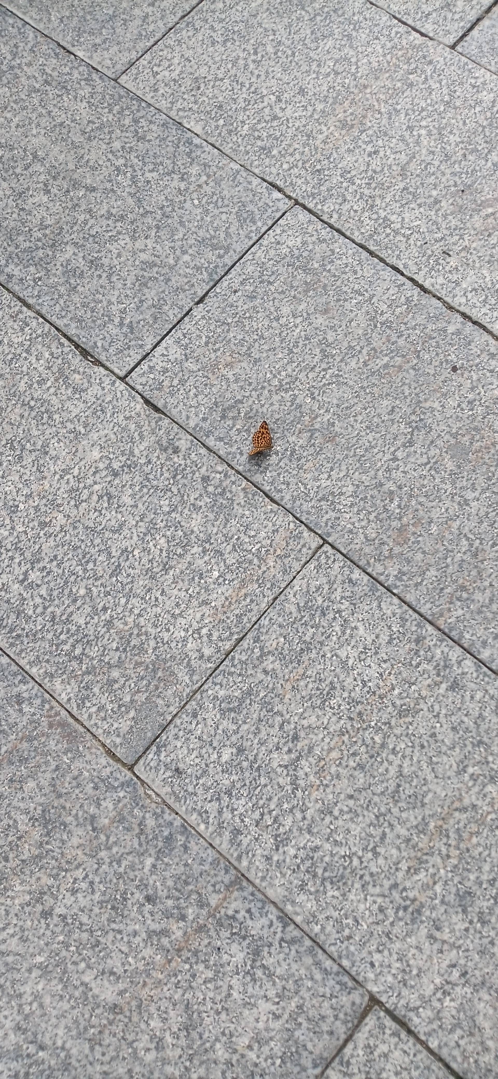 猫蛱蝶