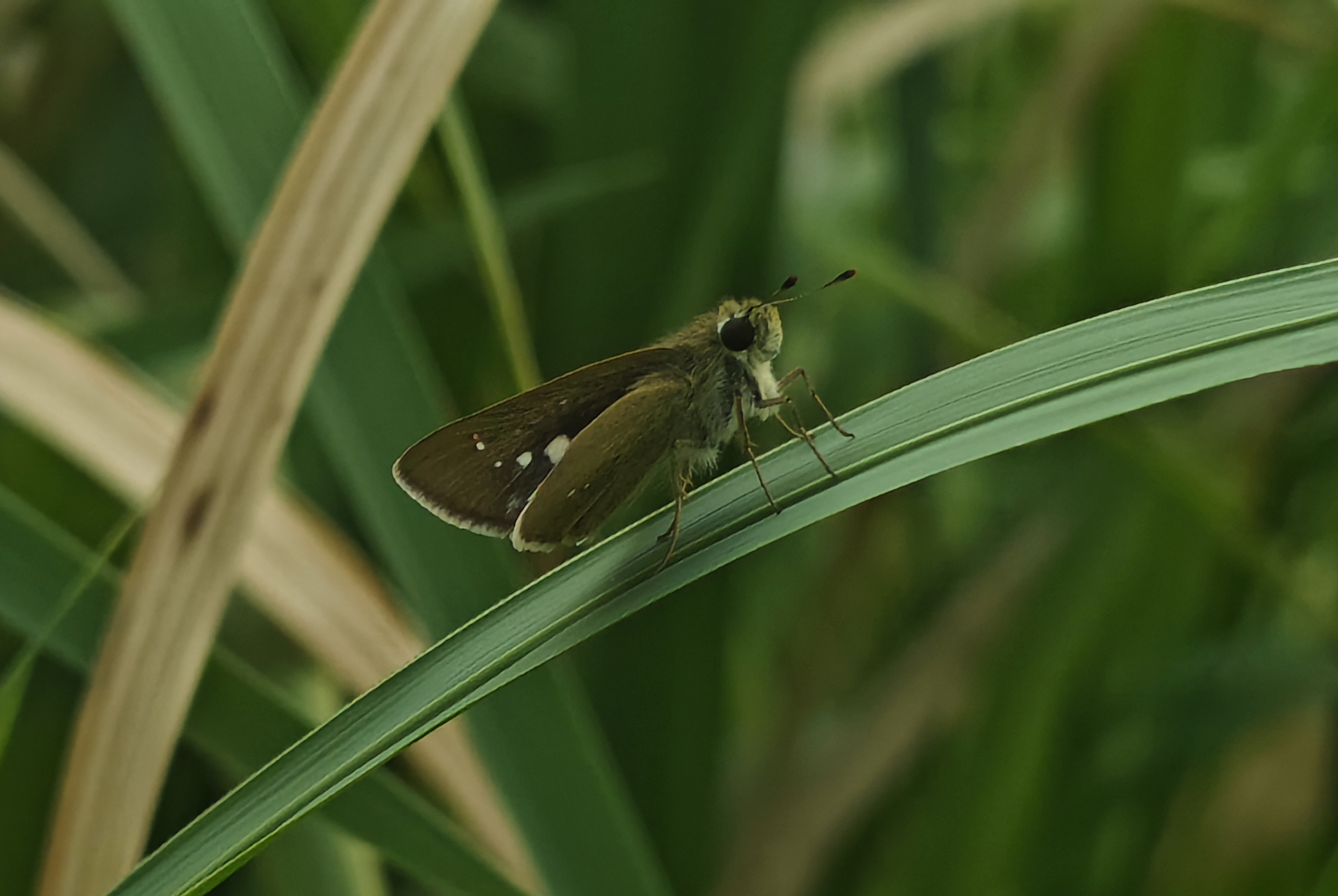 挂墩稻弄蝶