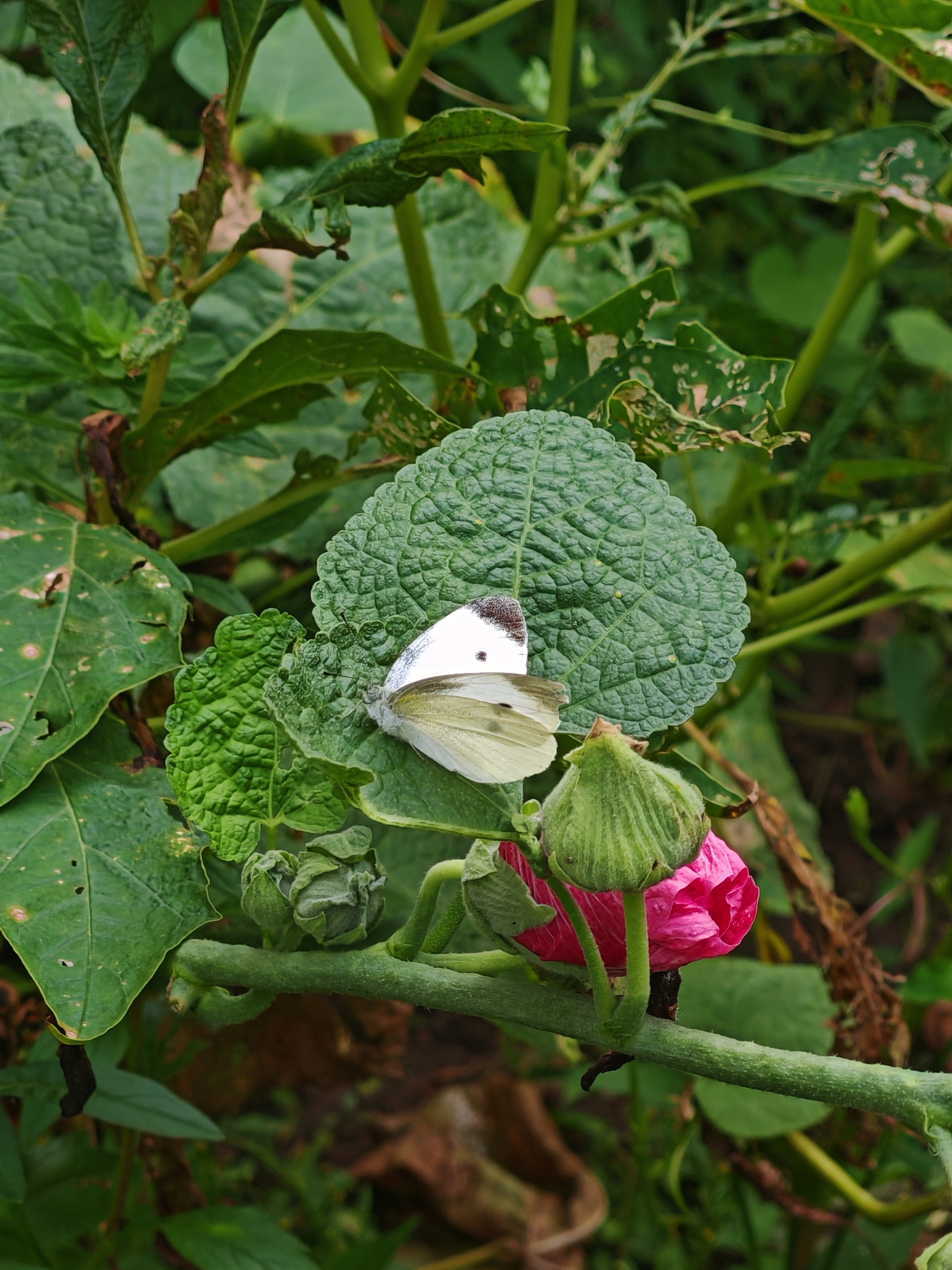 菜粉蝶