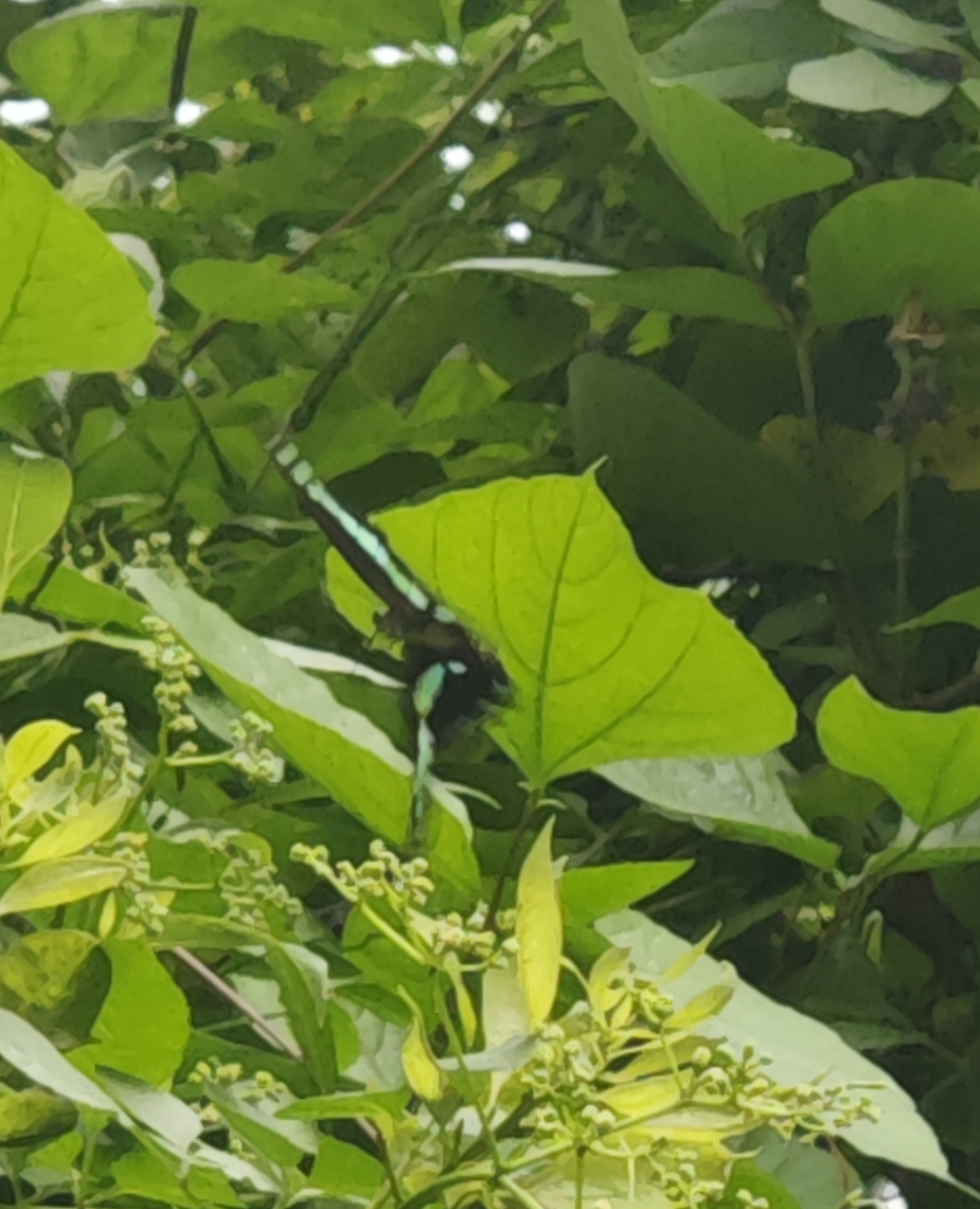 青凤蝶