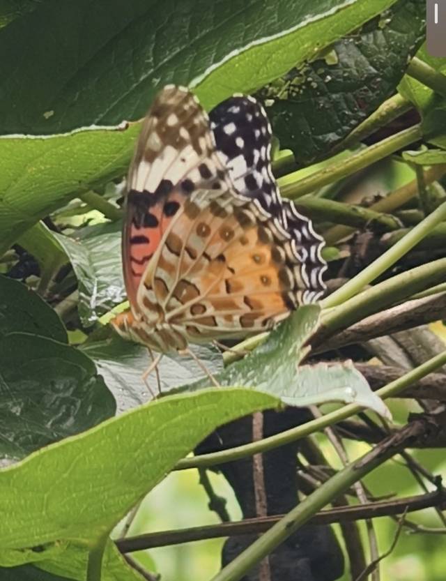 斐豹蛱蝶