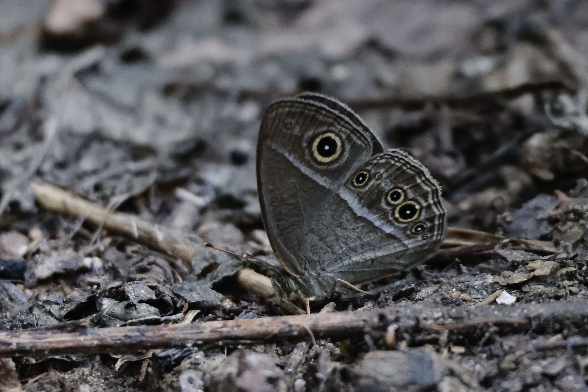 僧袈眉眼蝶