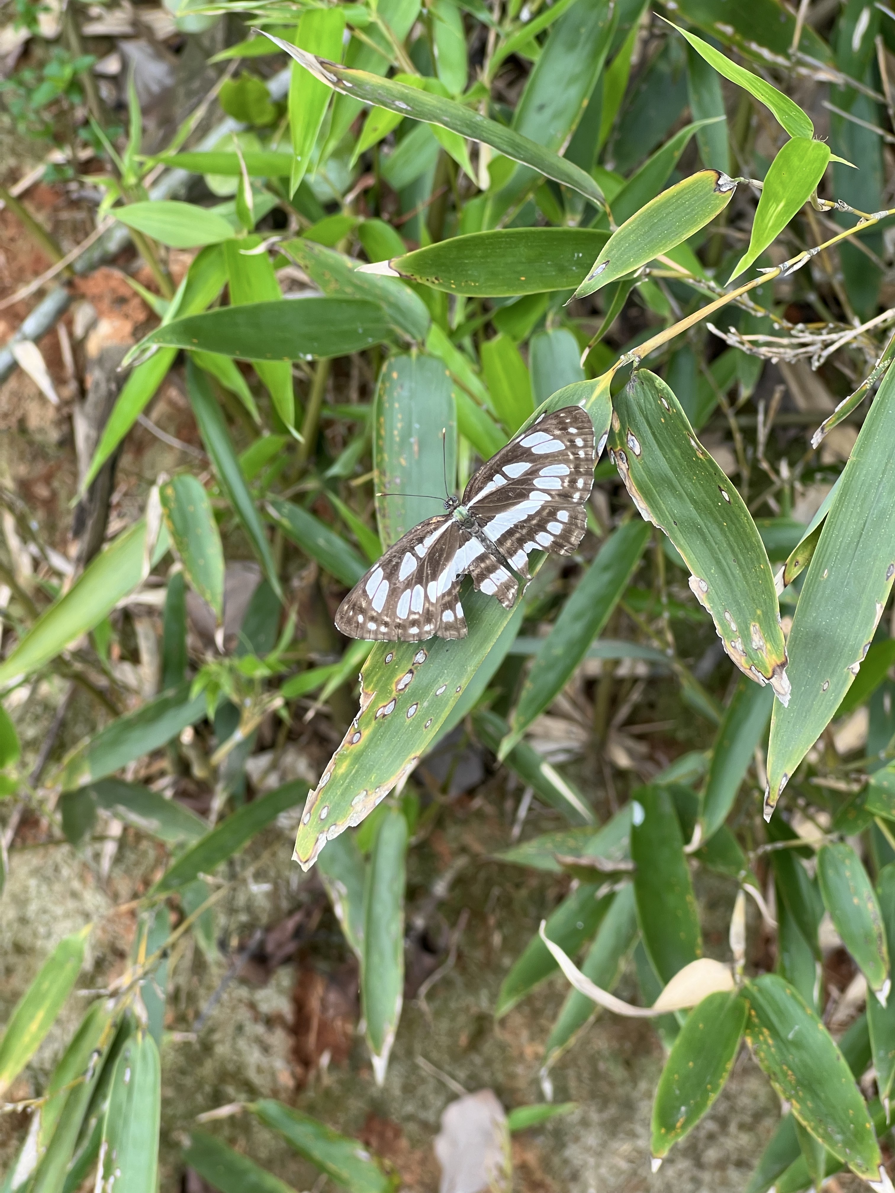 中环蛱蝶