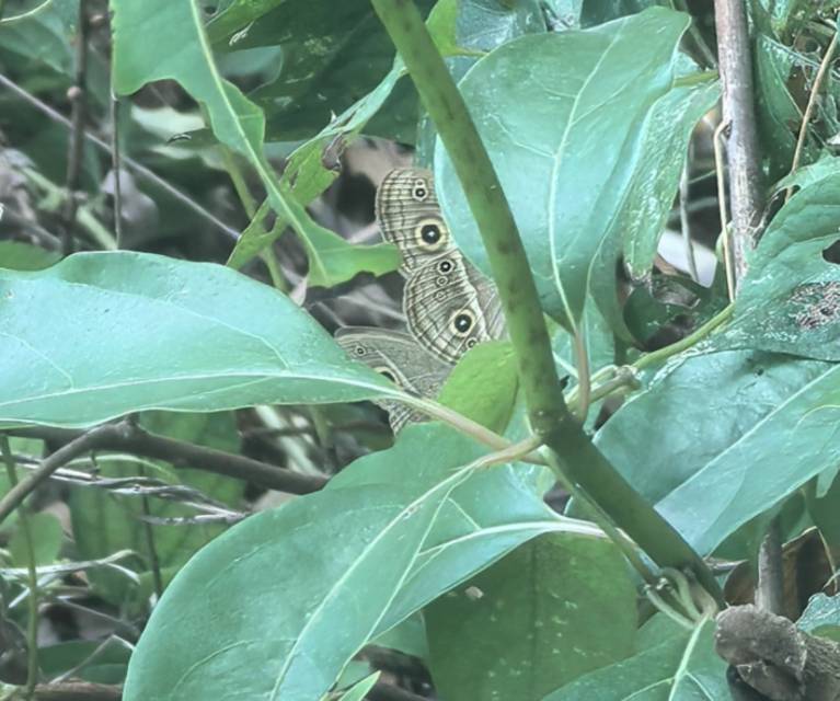 稻眉眼蝶