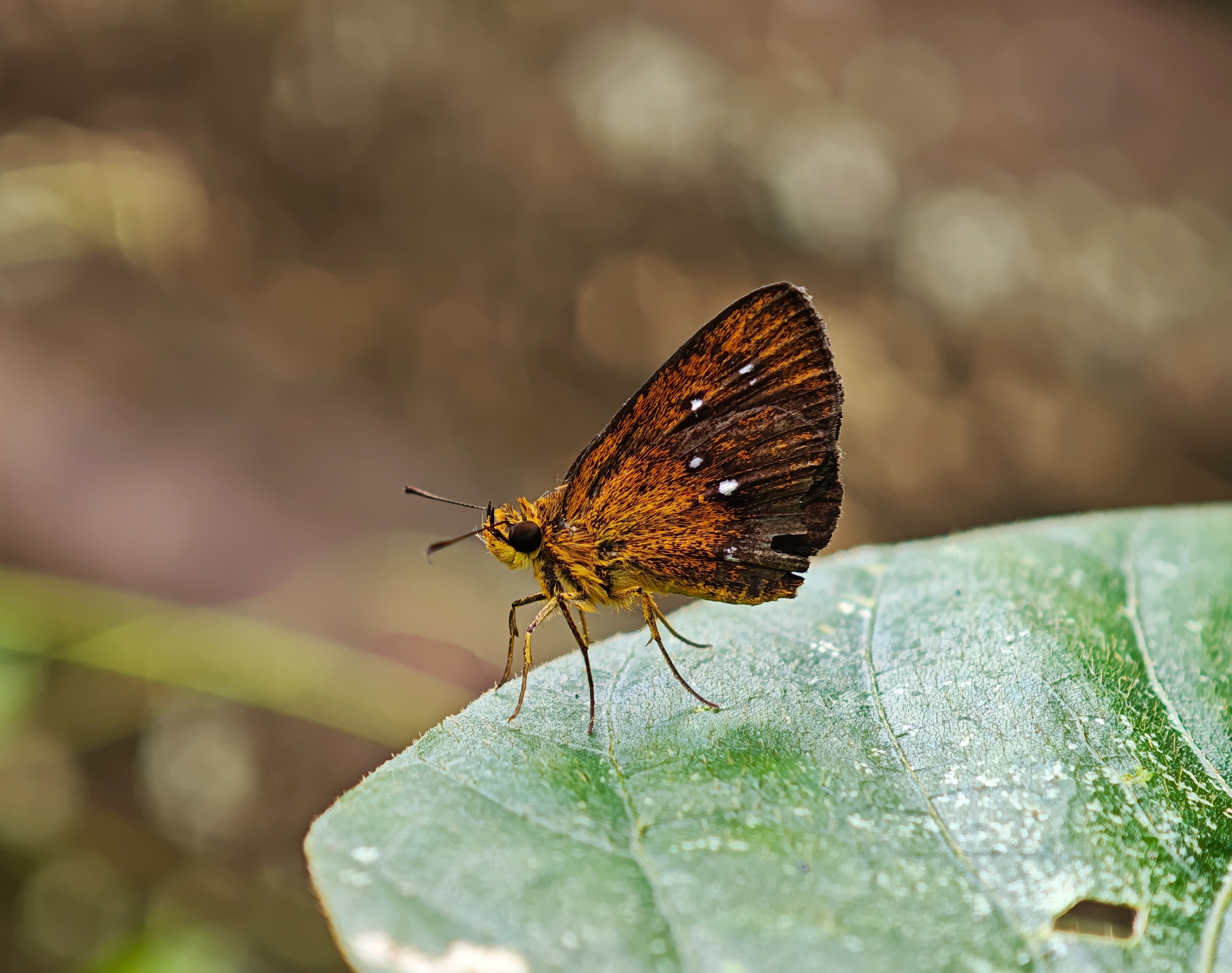 雅弄蝶