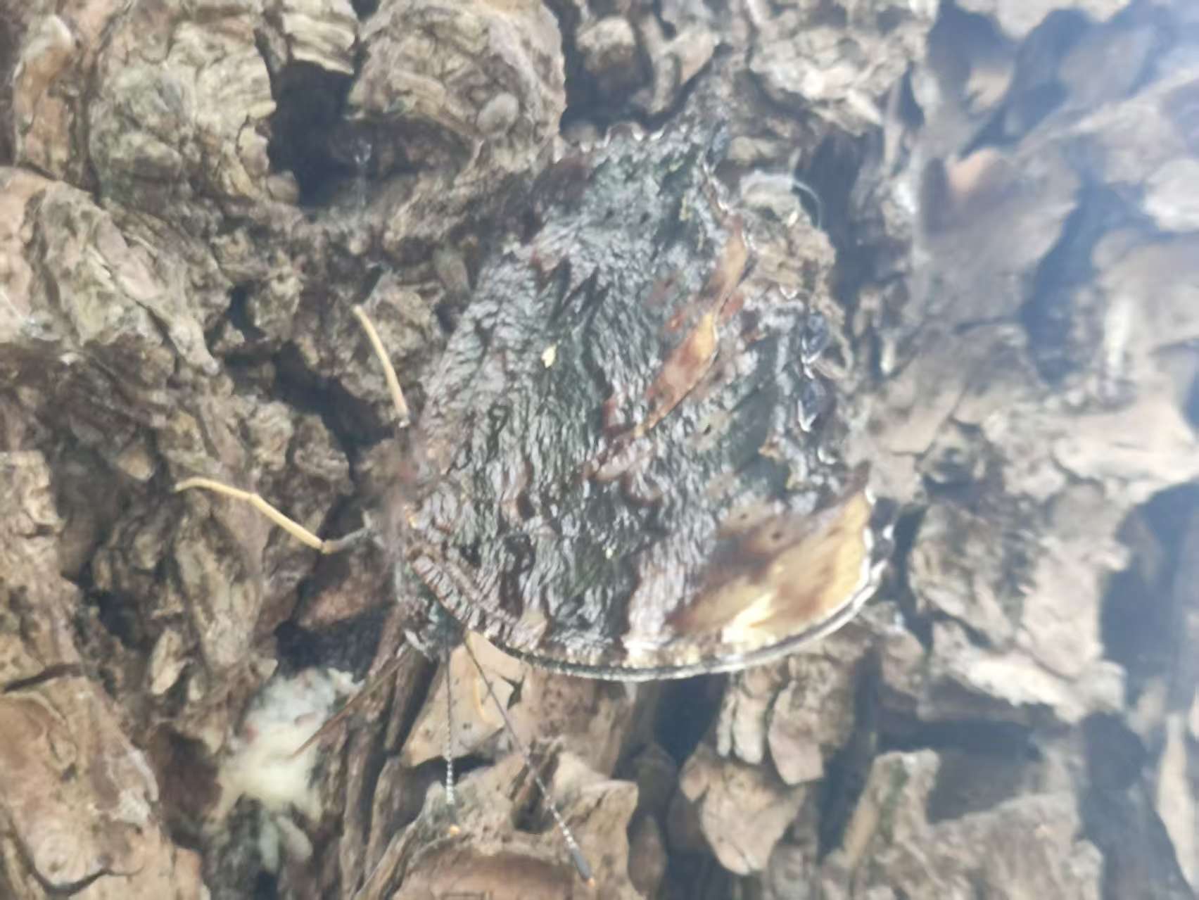 琉璃蛱蝶
