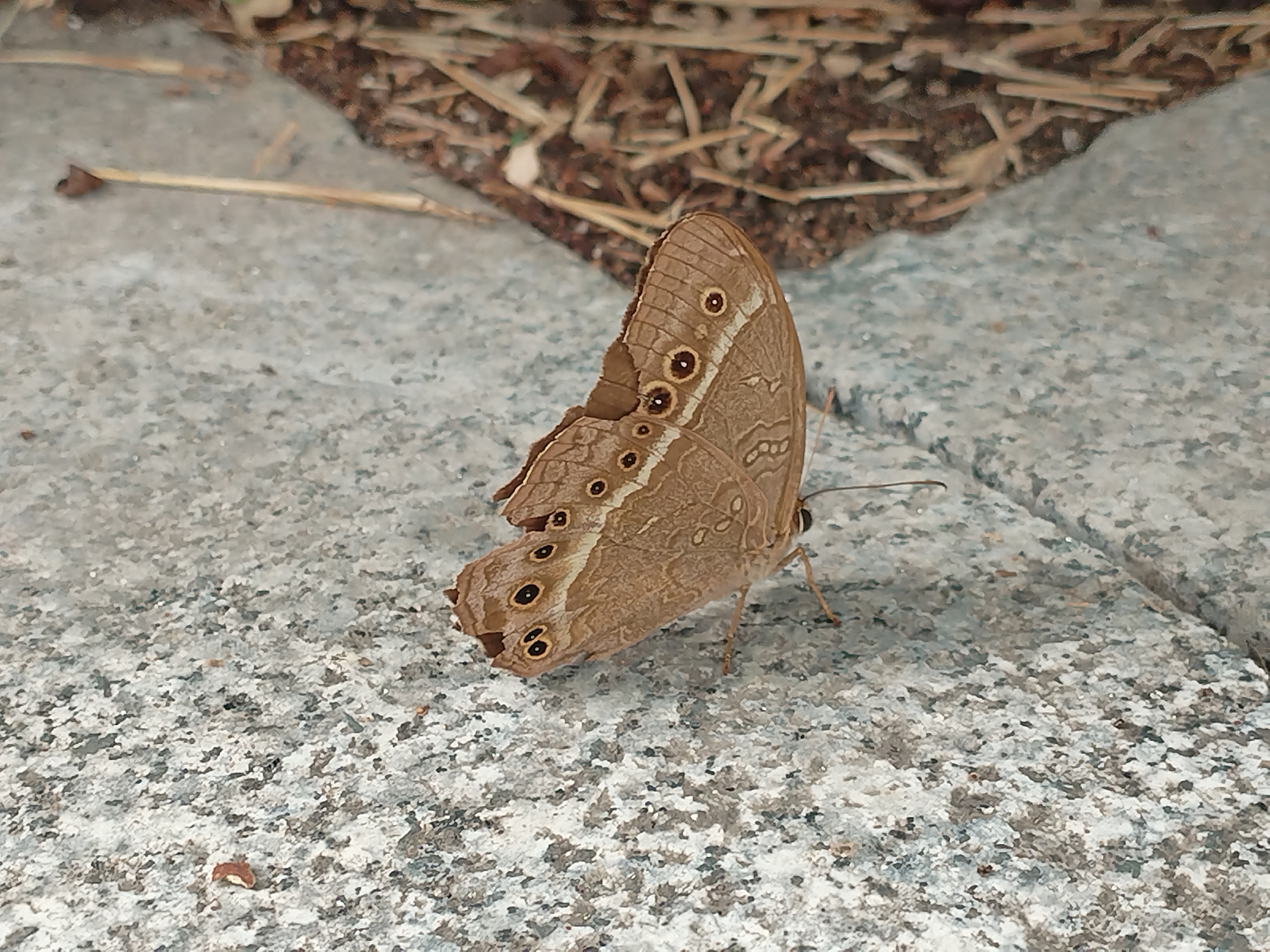 蒙链荫眼蝶