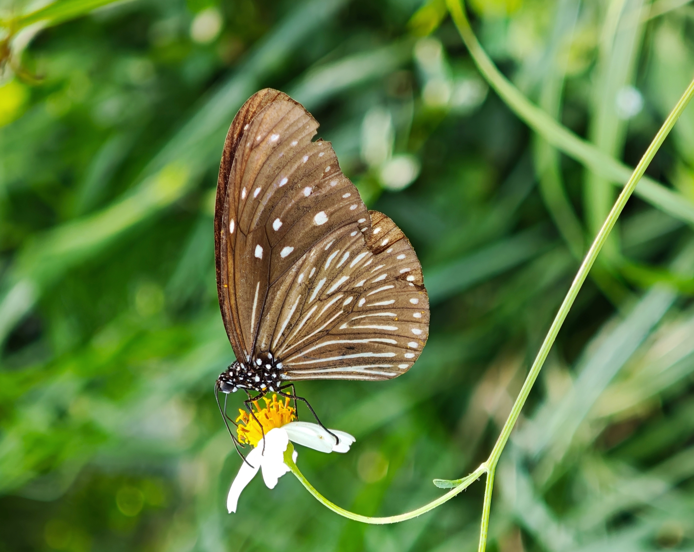 异型紫斑蝶