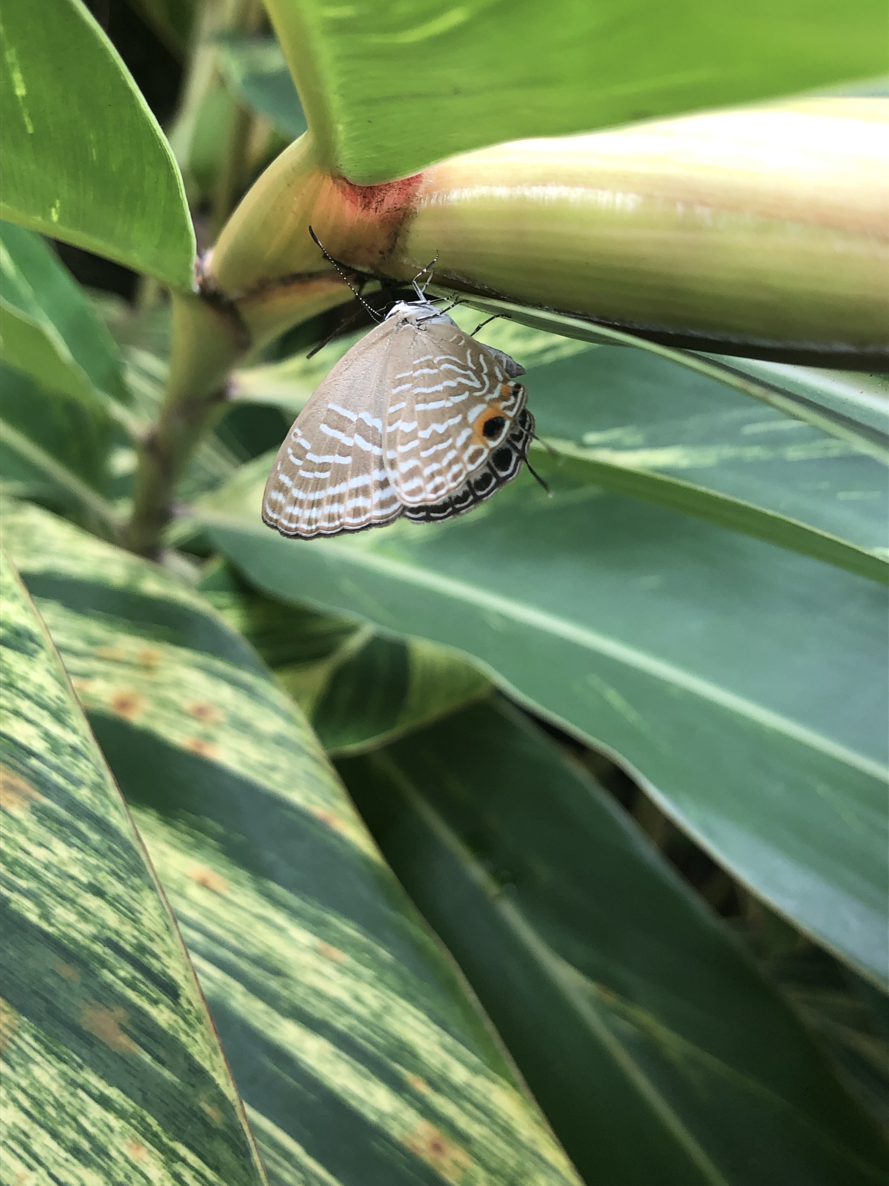 素雅灰蝶