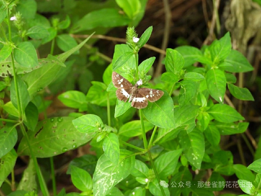黑裙弄蝶