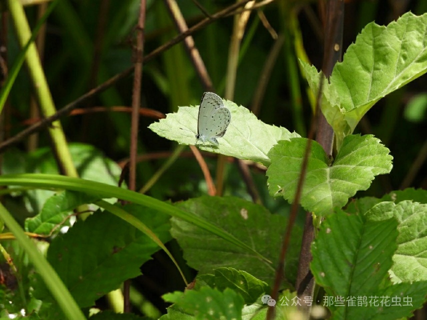 琉璃灰蝶属