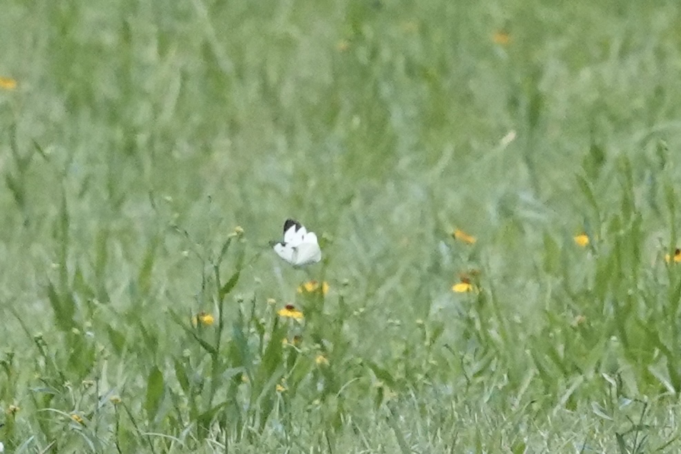 飞龙粉蝶
