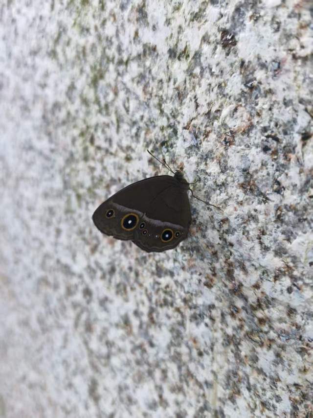 拟稻眉眼蝶