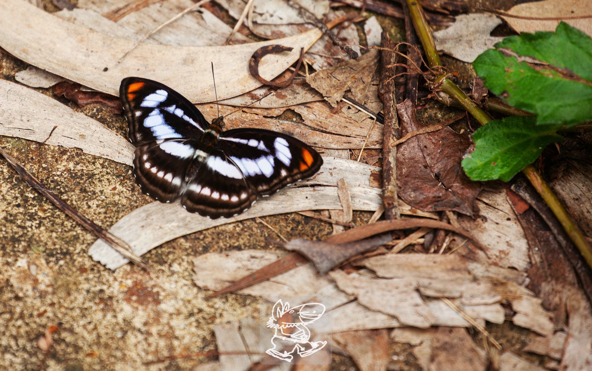 相思带蛱蝶