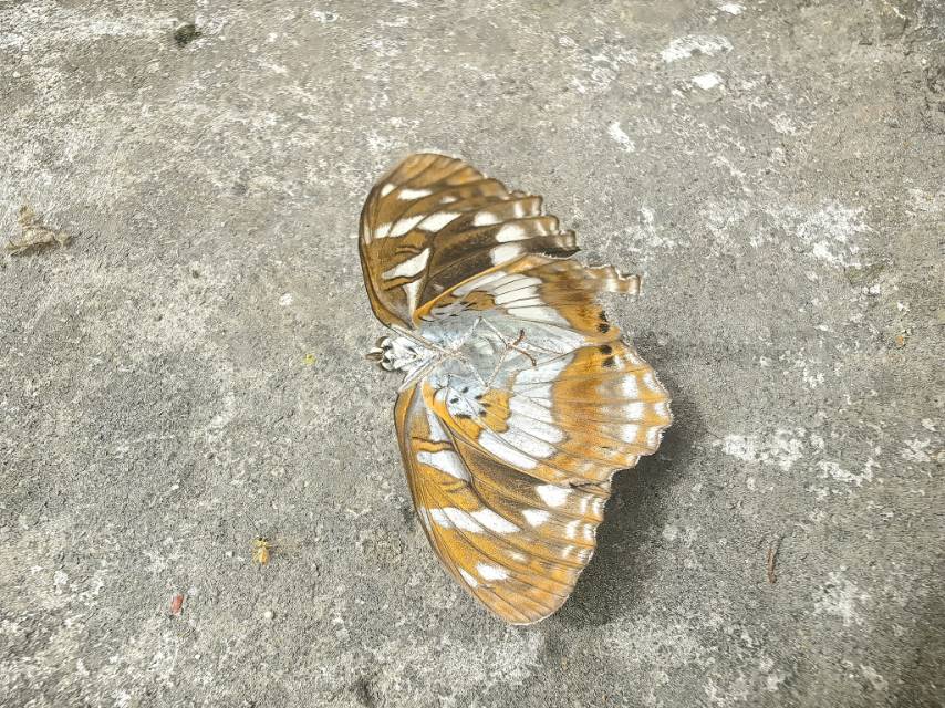 扬眉线蛱蝶