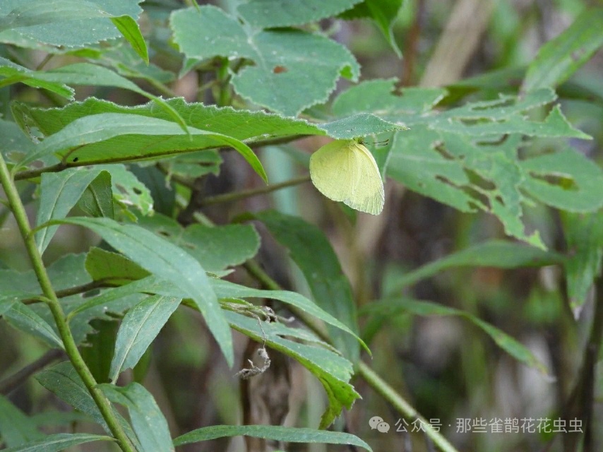 北黄粉蝶