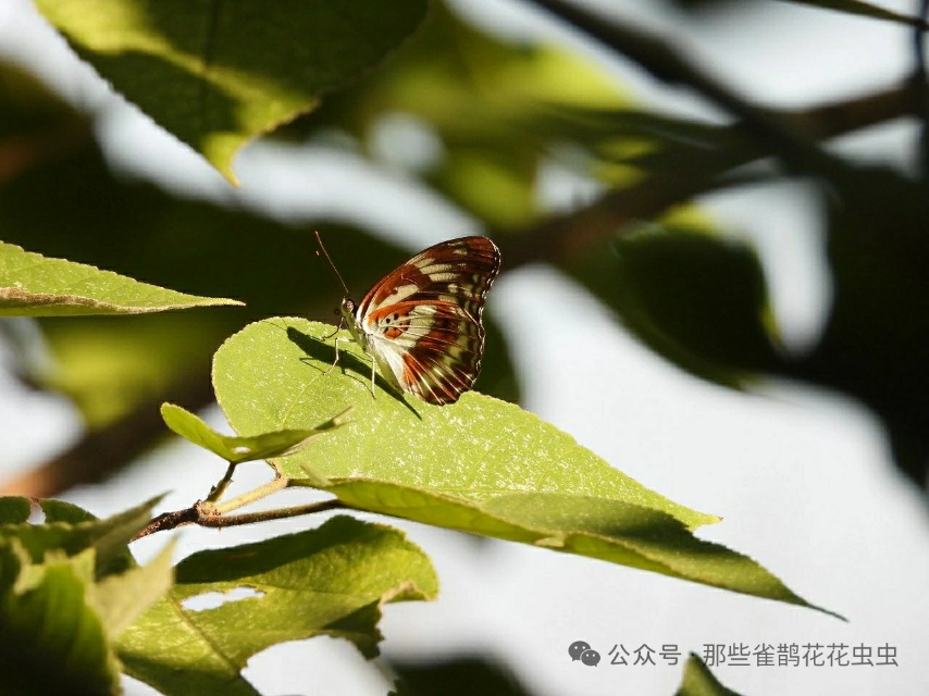 残锷线蛱蝶