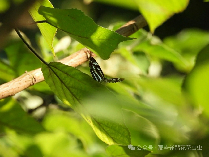 小环蛱蝶