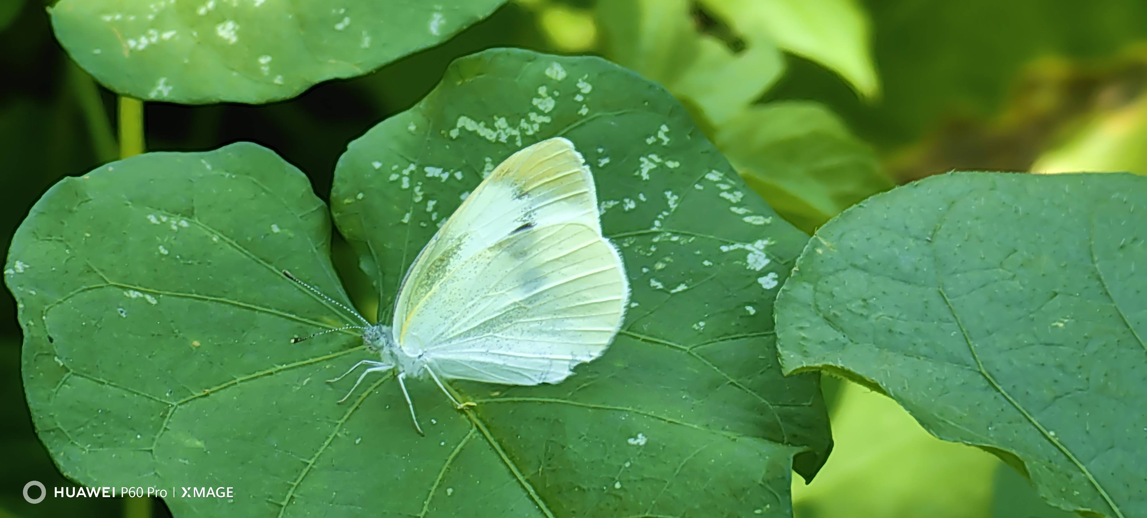 菜粉蝶