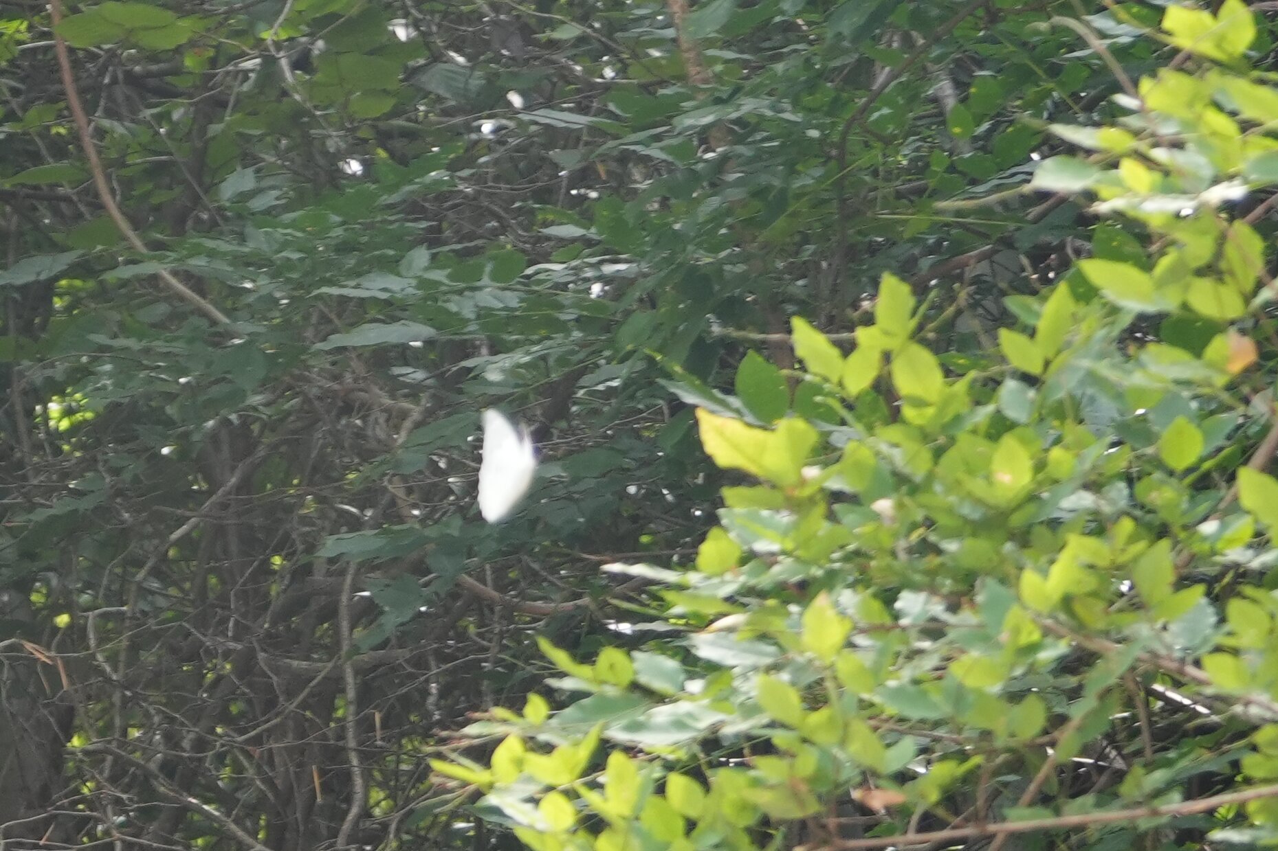 未定种