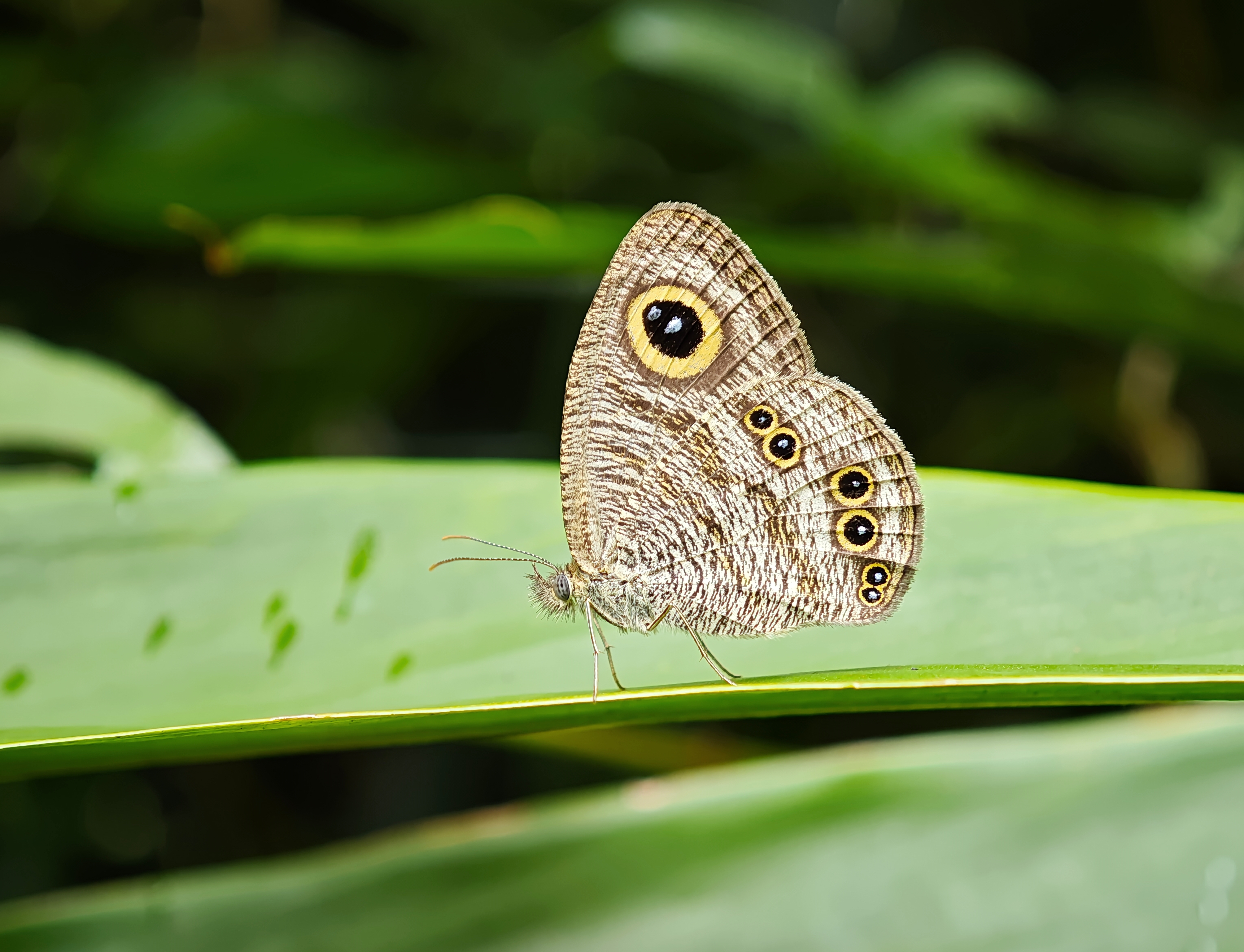 矍眼蝶