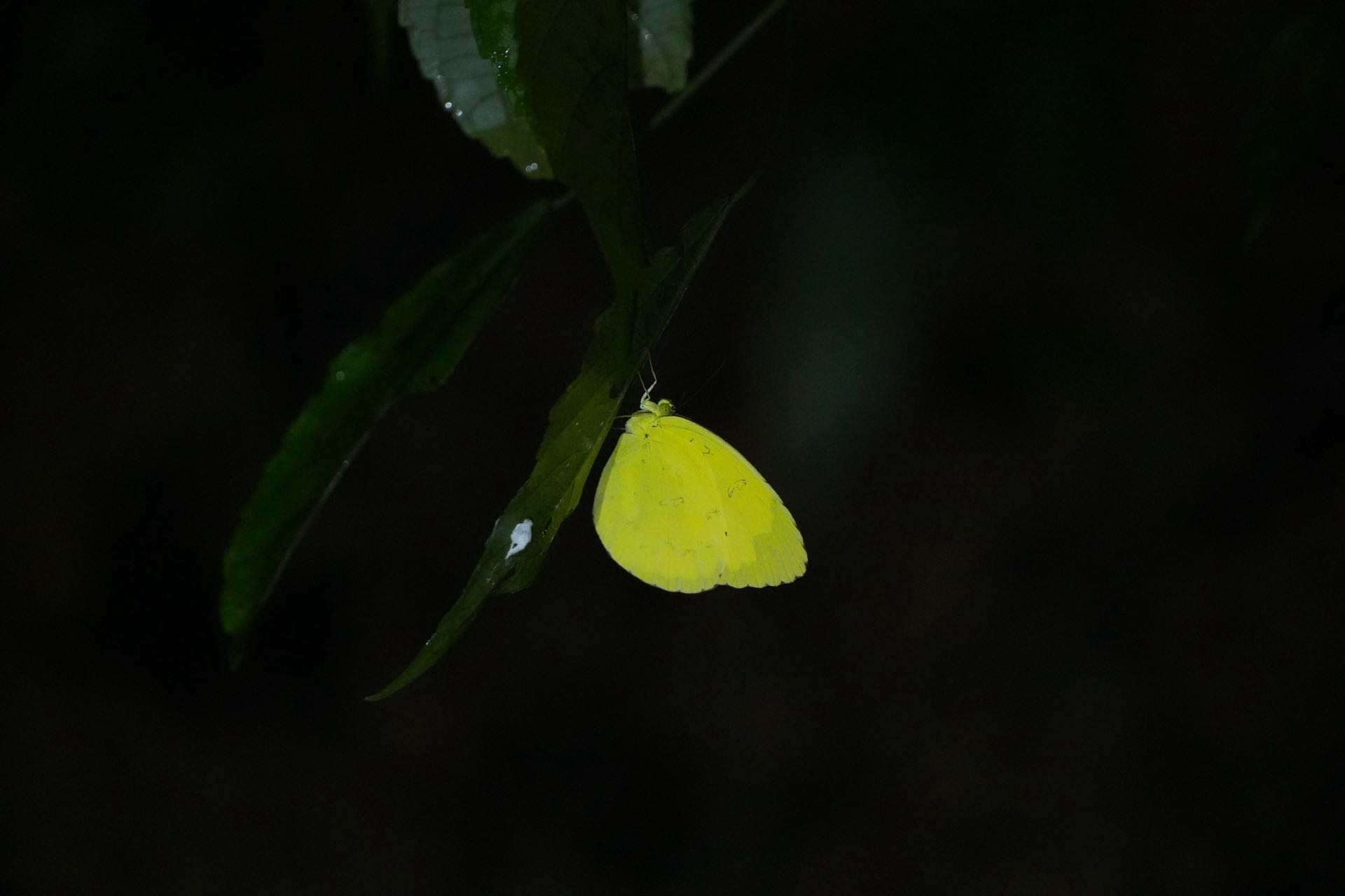 檗黄粉蝶