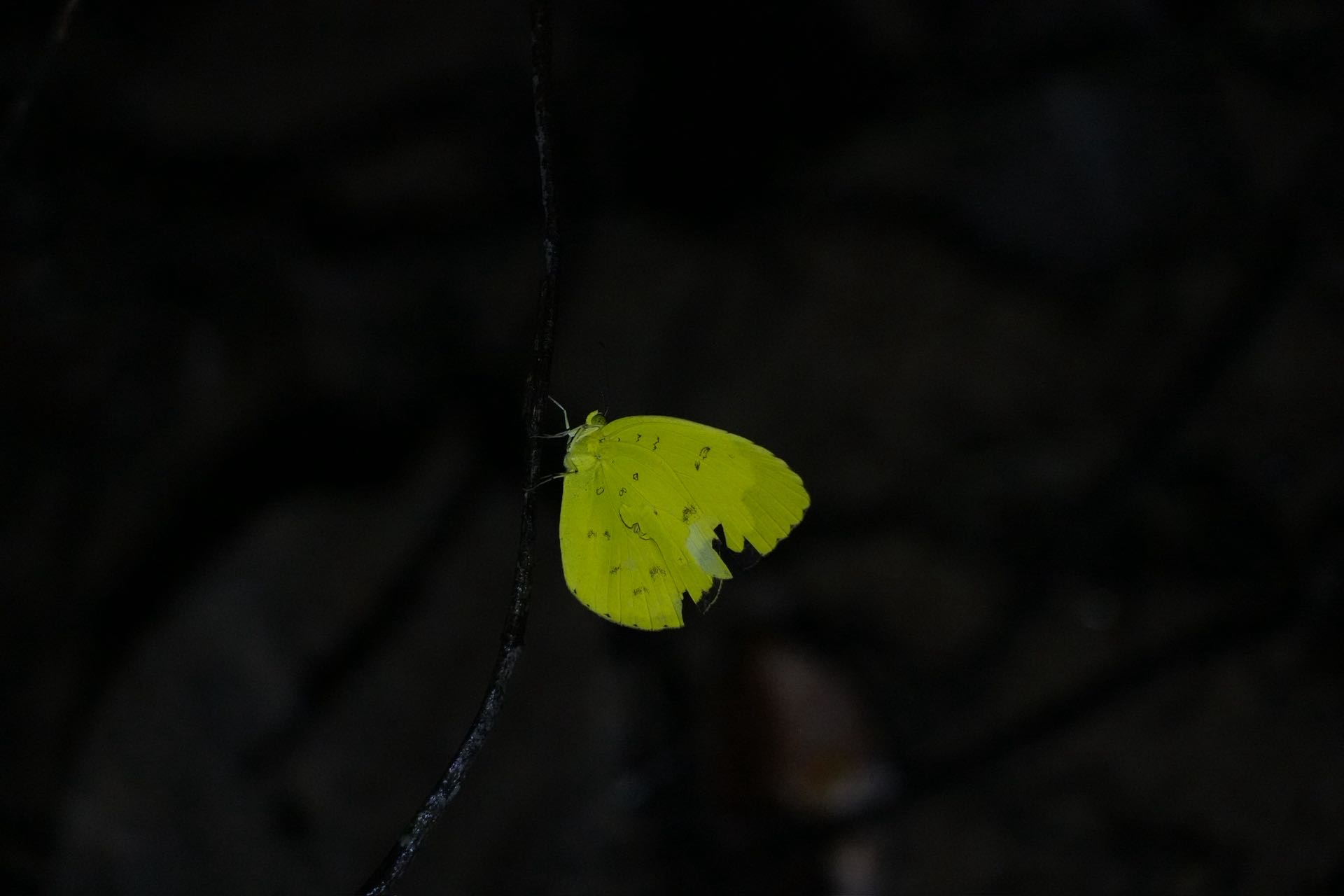 檗黄粉蝶