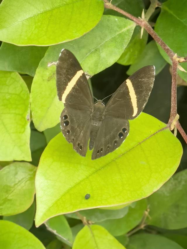 白带蚬蝶