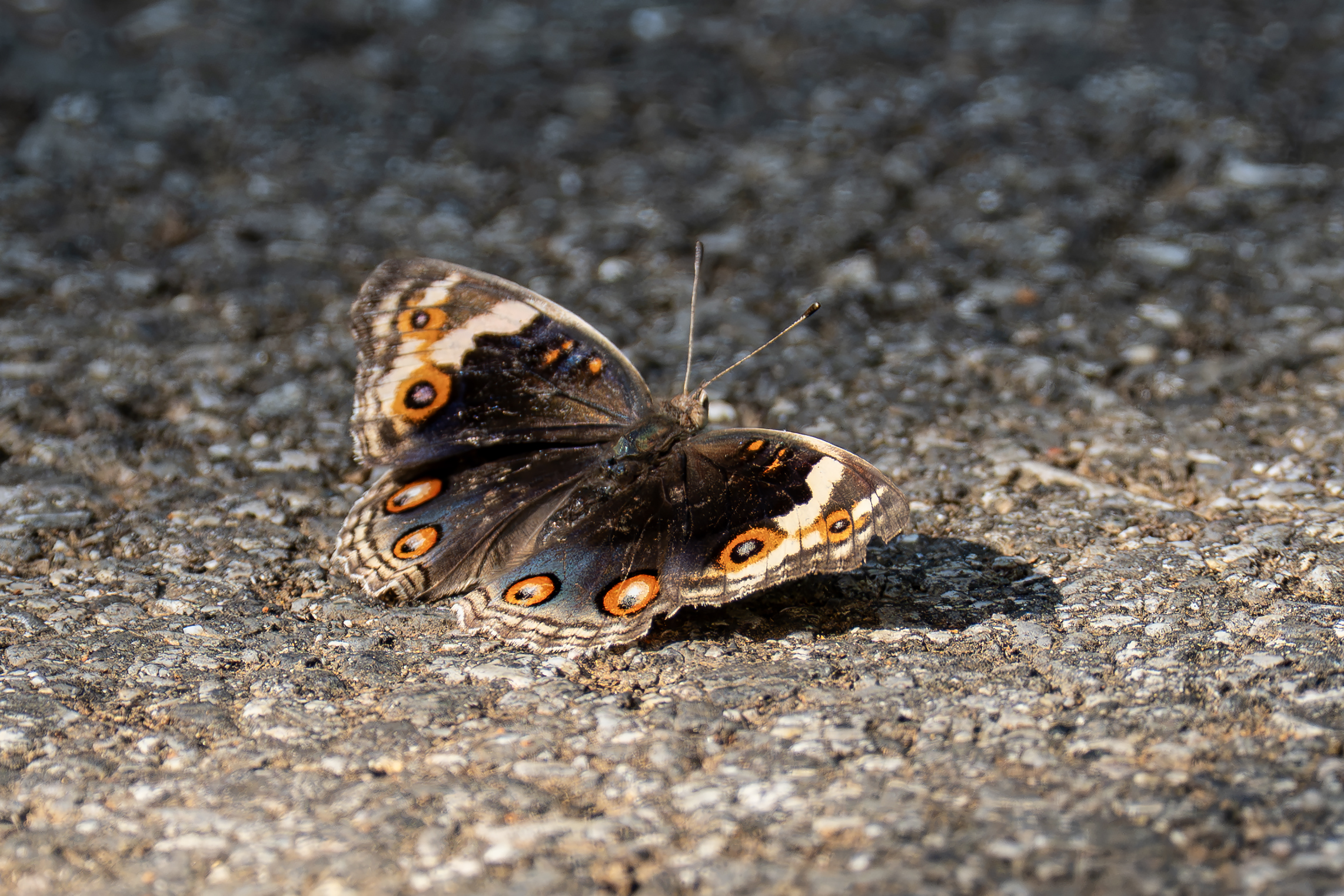 翠蓝眼蛱蝶