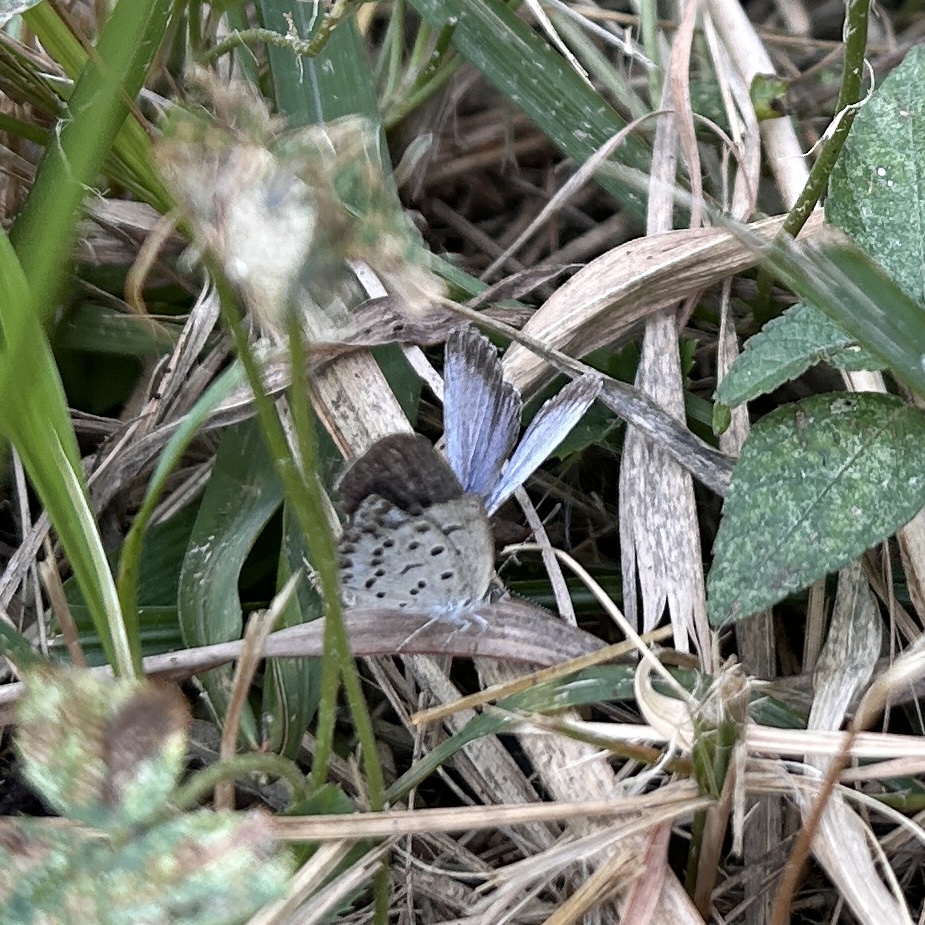 酢浆灰蝶