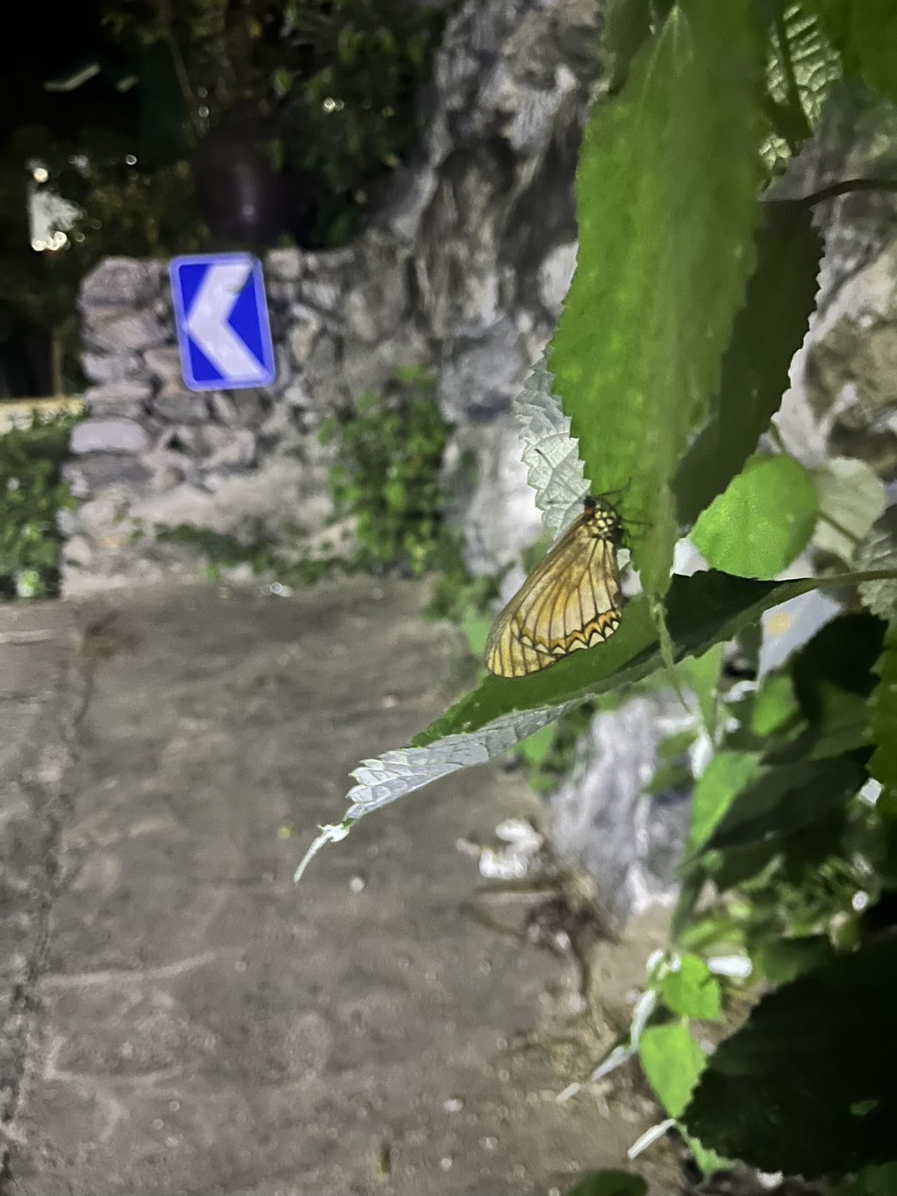 苎麻珍蝶