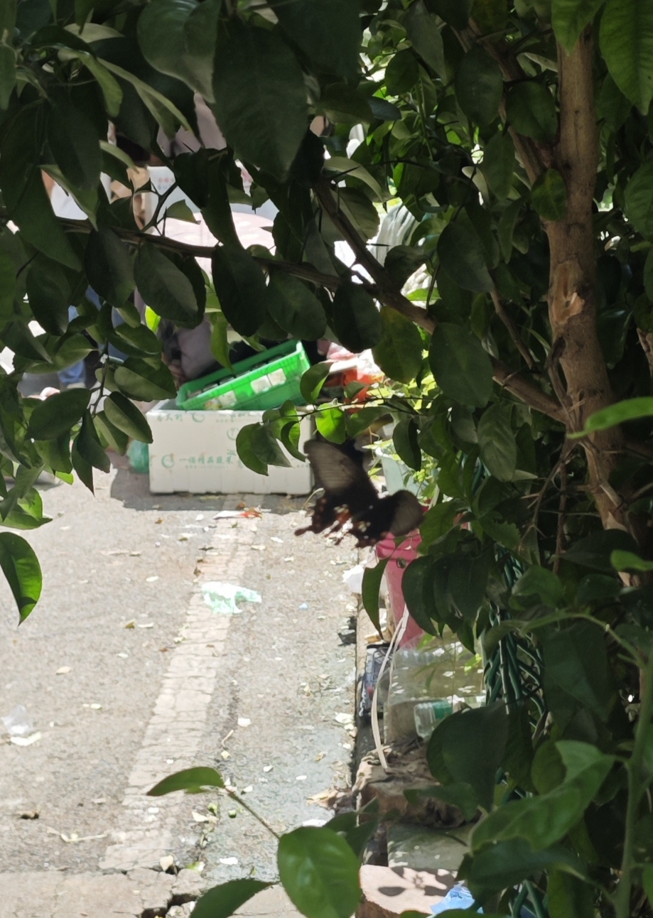 红珠凤蝶