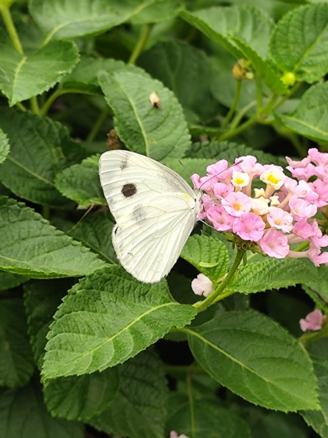 东方菜粉蝶