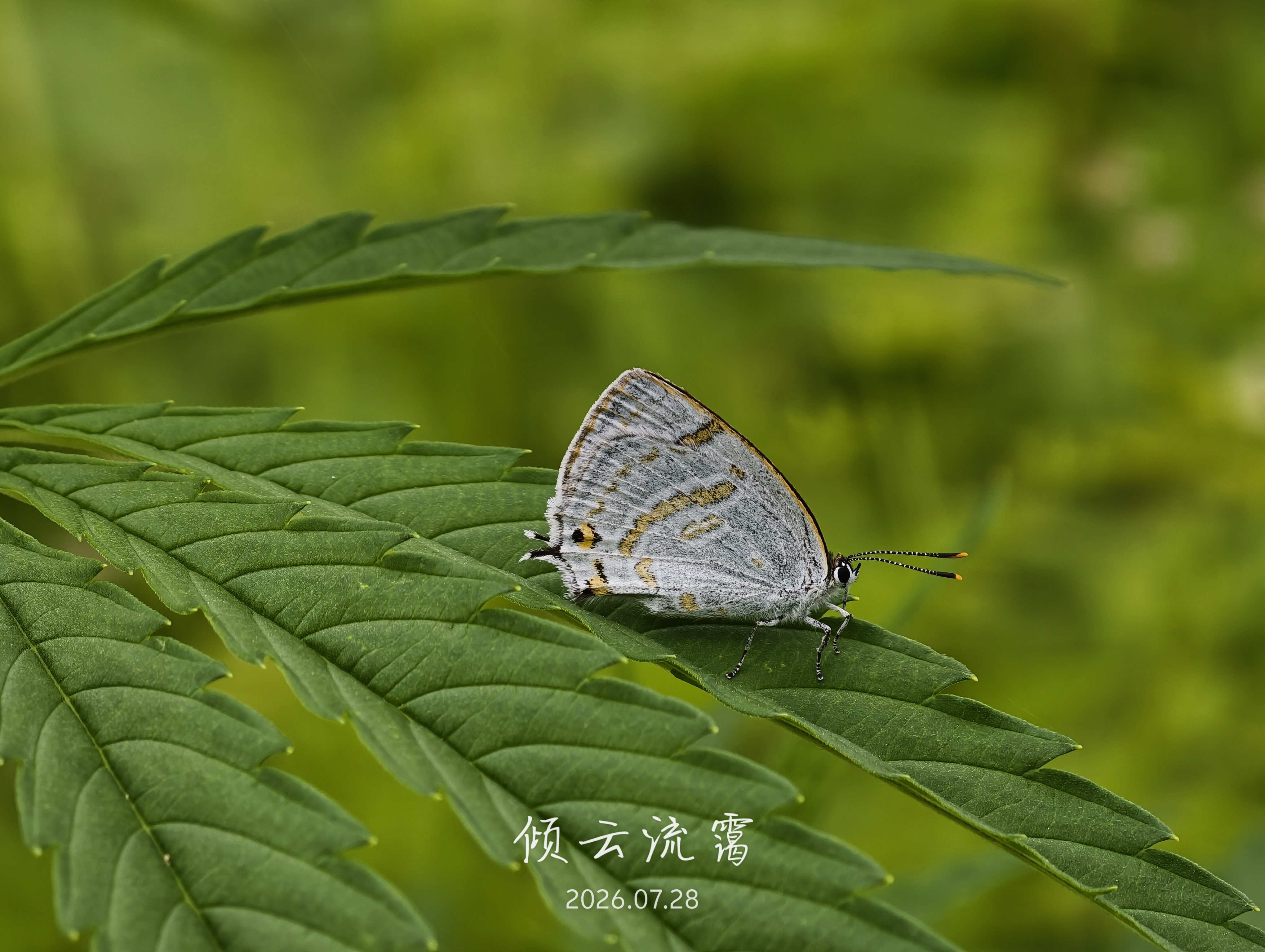 未定种