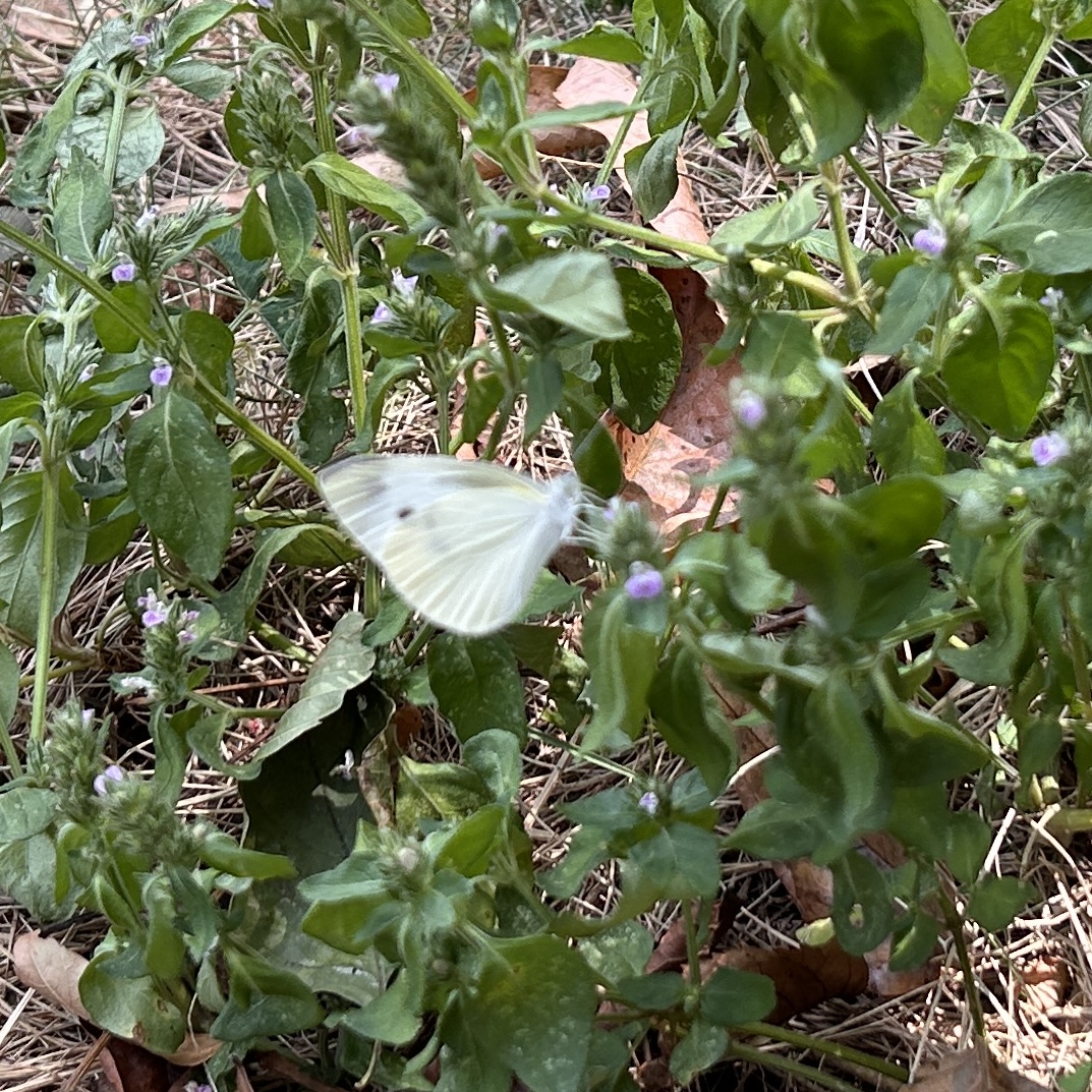 菜粉蝶