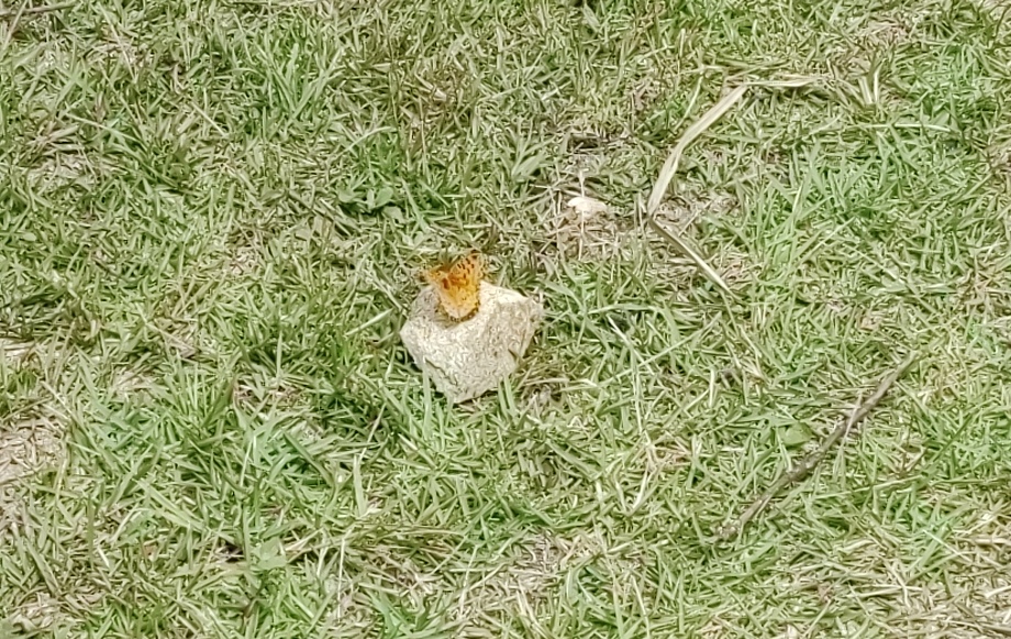 鹤顶粉蝶