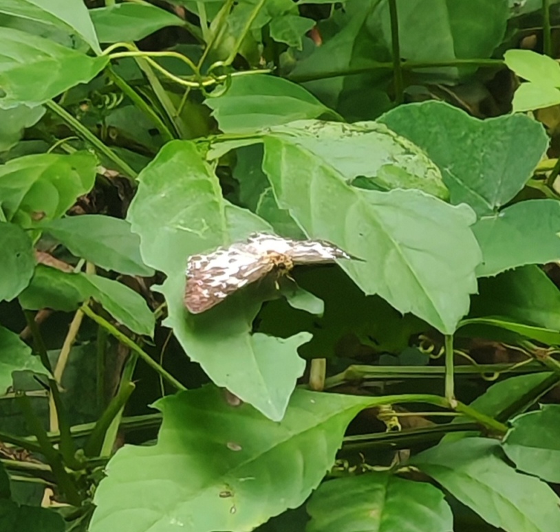 白弄蝶