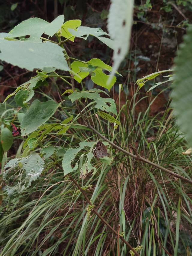 密纹矍眼蝶