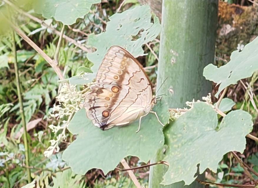 箭环蝶