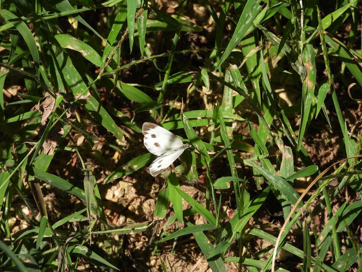 东方菜粉蝶