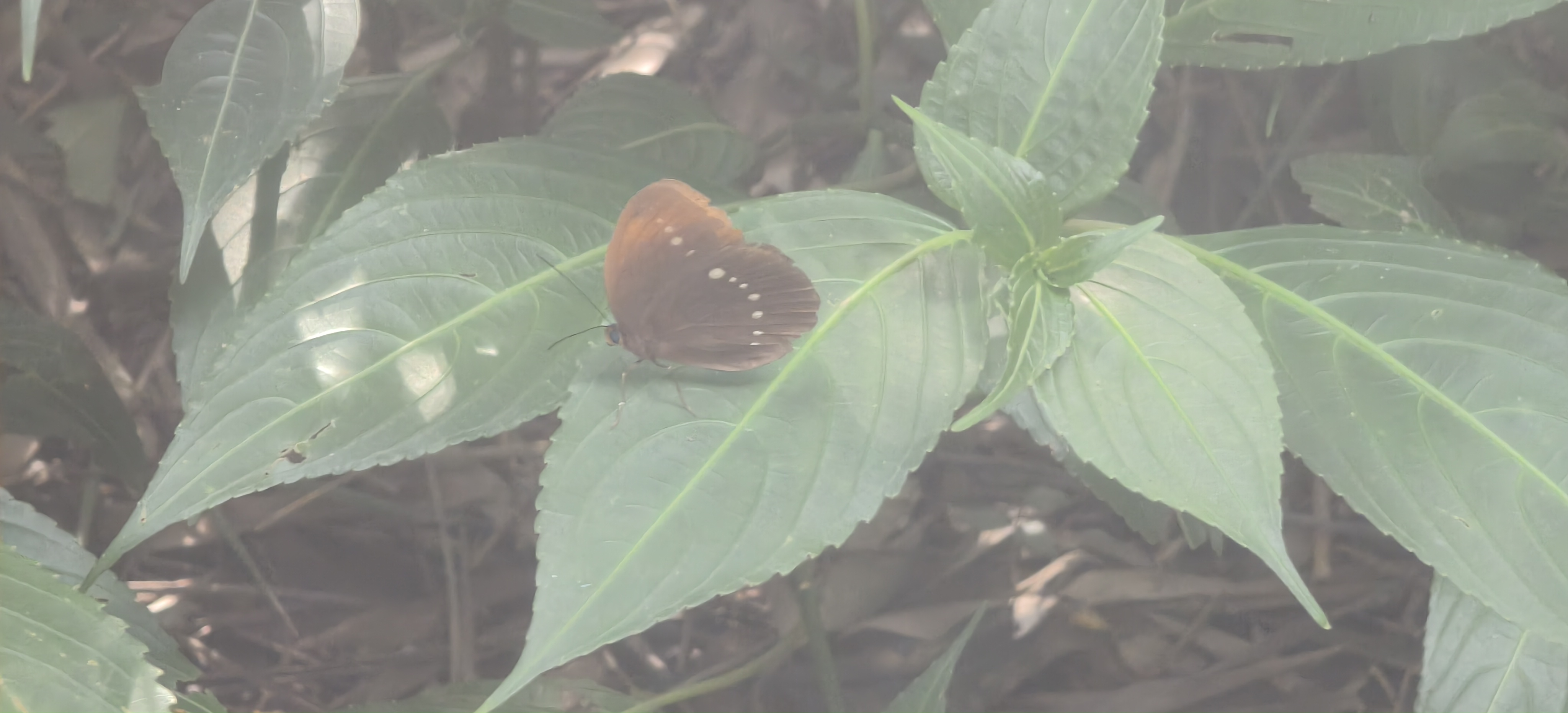 串珠环蝶的公开观测照片