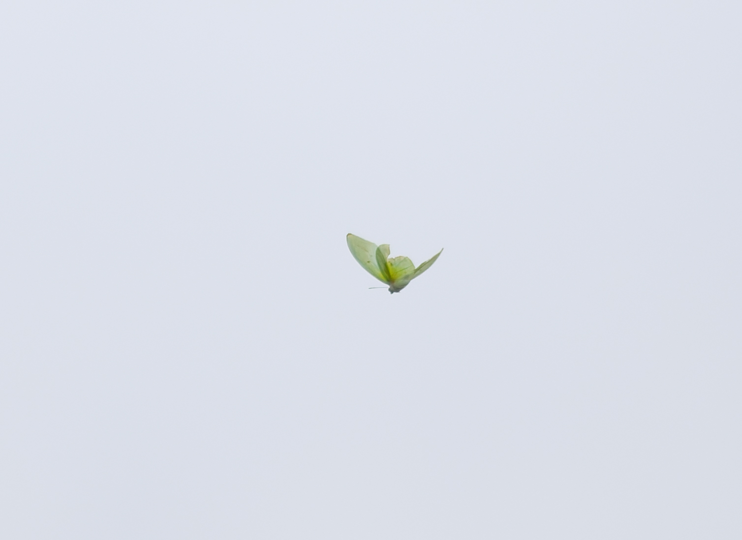 迁粉蝶 2026-08-29