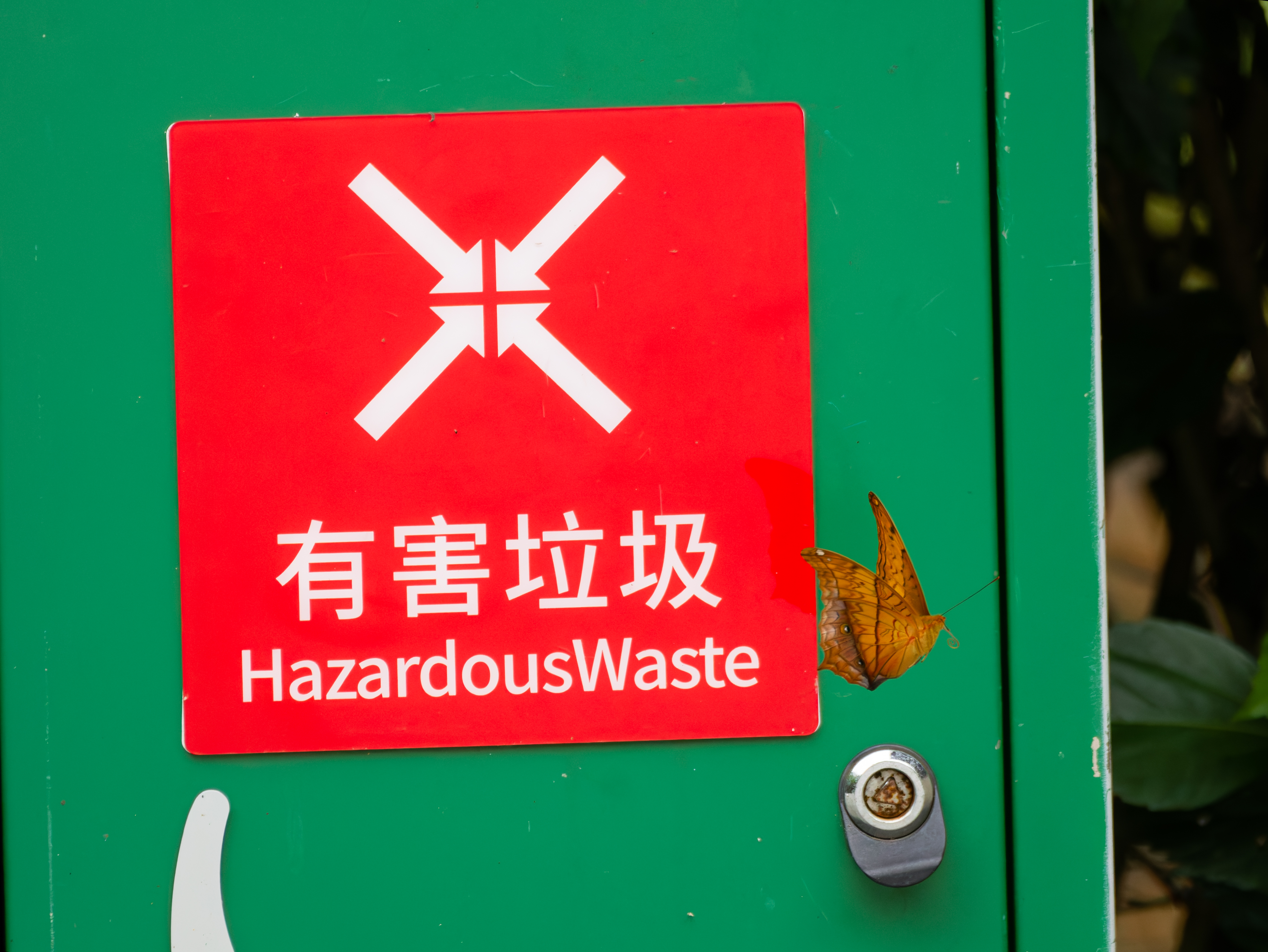 文蛱蝶的公开观测照片