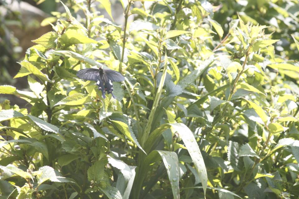 云南麝凤蝶的公开观测照片