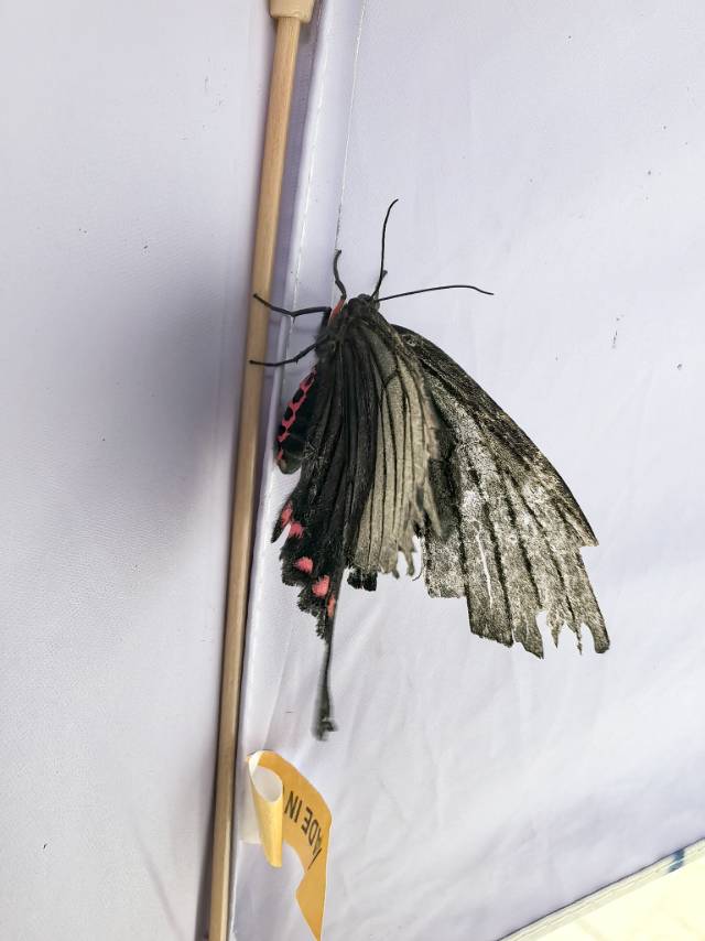 灰绒麝凤蝶的公开观测照片