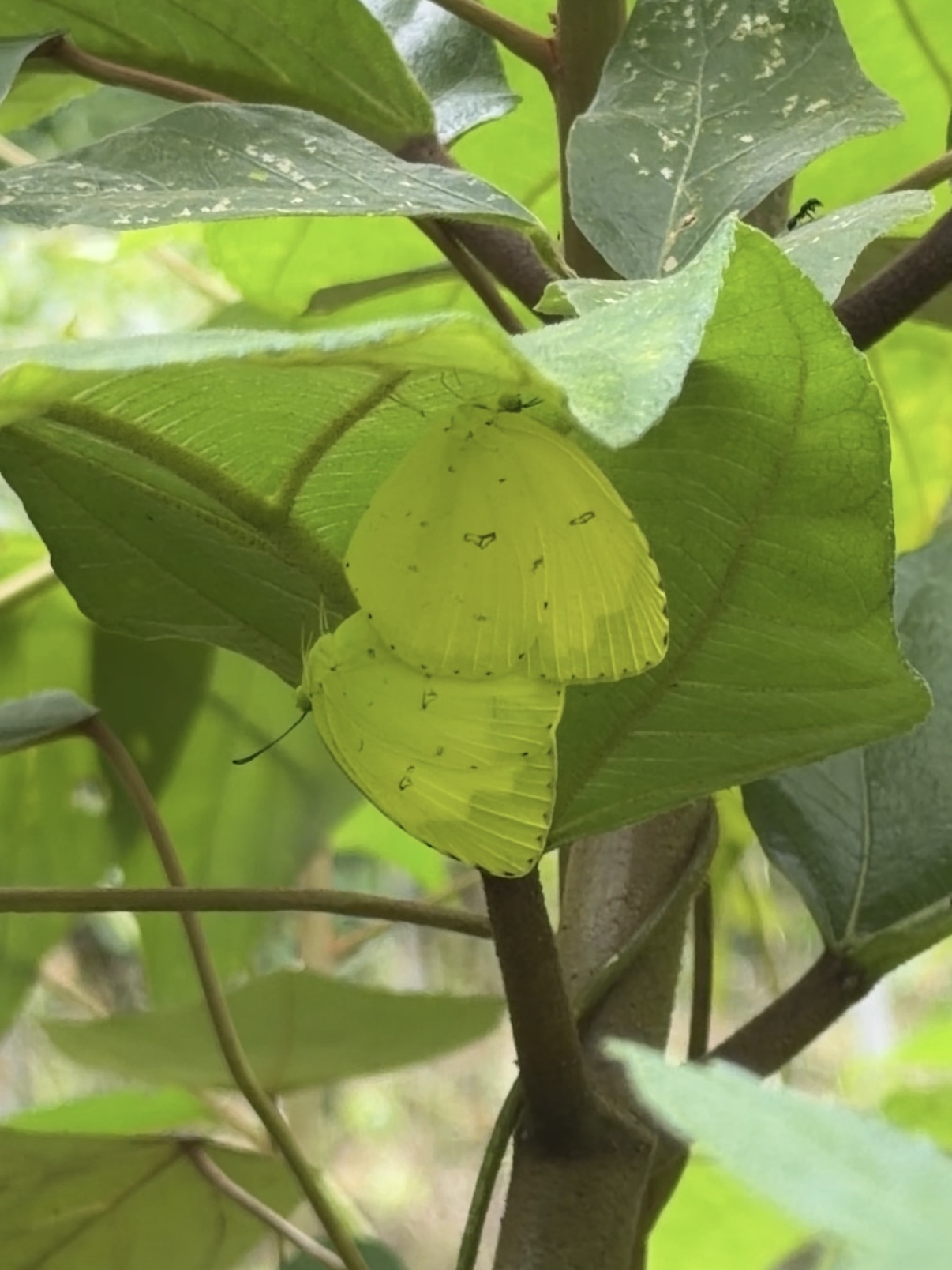 宽边黄粉蝶照片