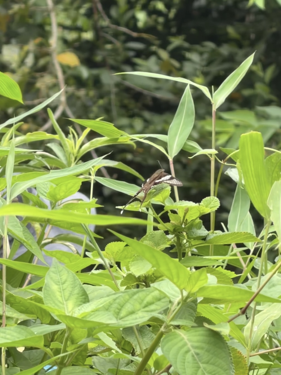 燕凤蝶的公开观测照片