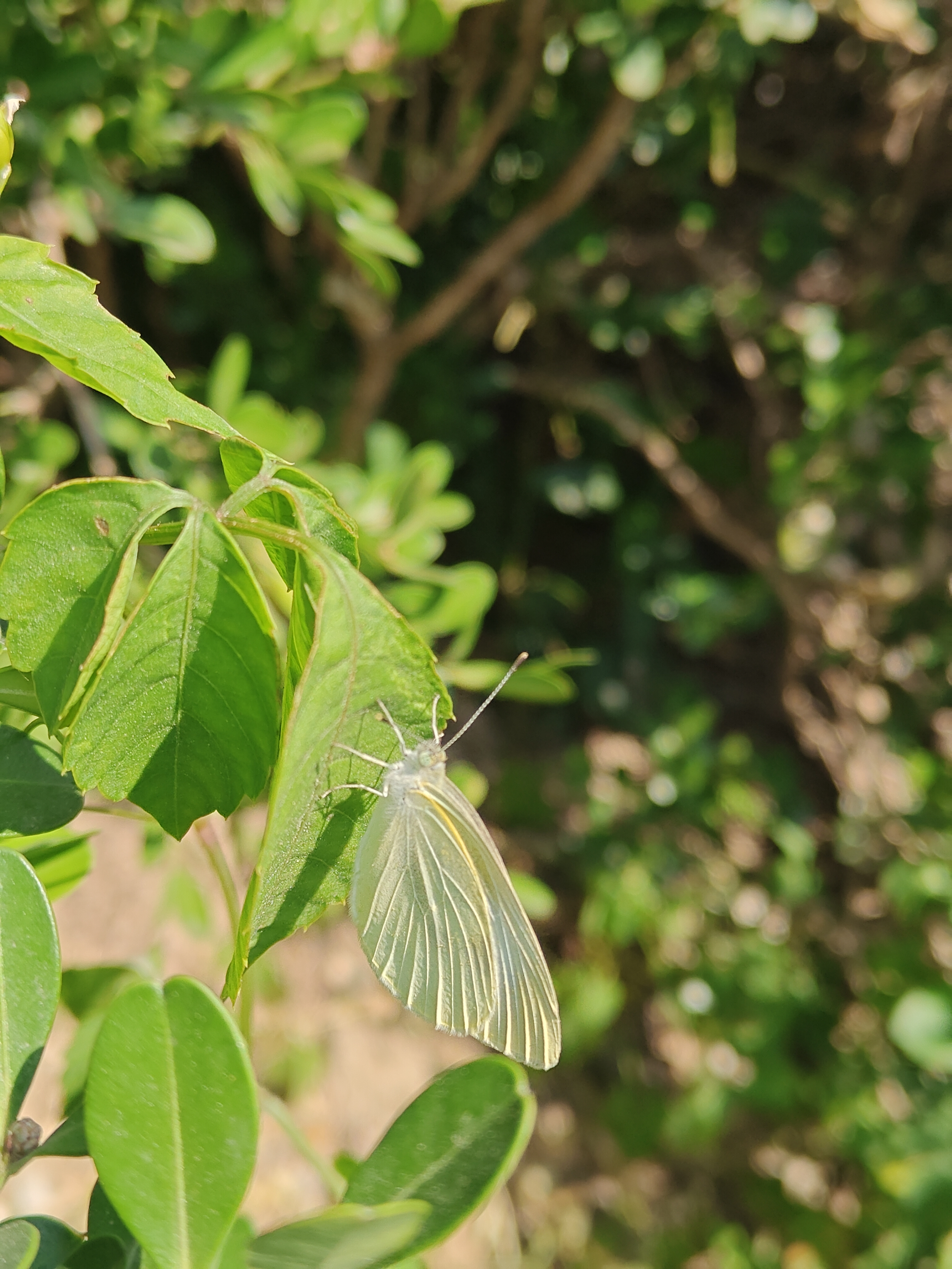 菜粉蝶照片