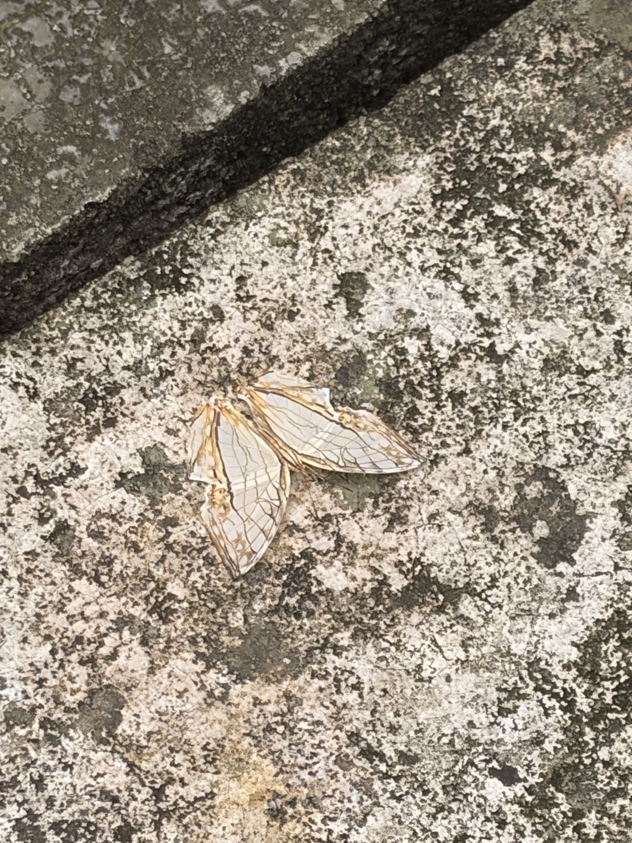网丝蛱蝶的公开观测照片